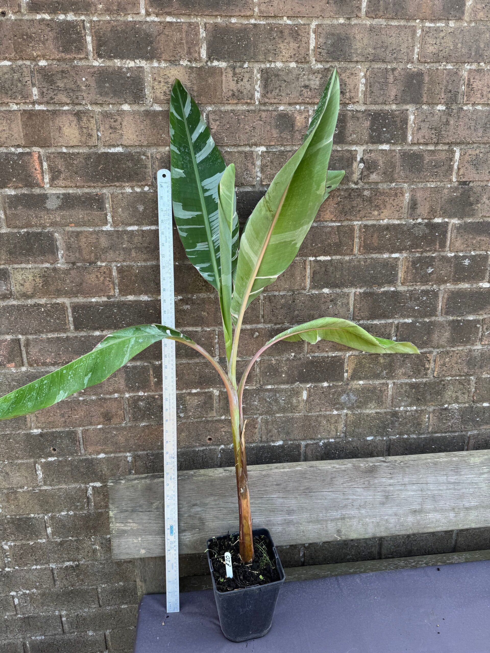 Musa Florida -  3ltr deep