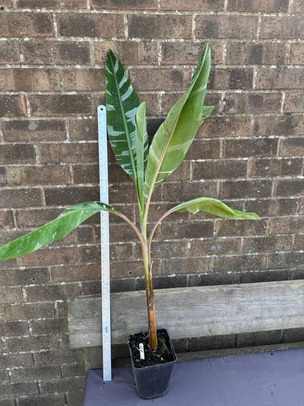 Musa Florida -  3ltr deep