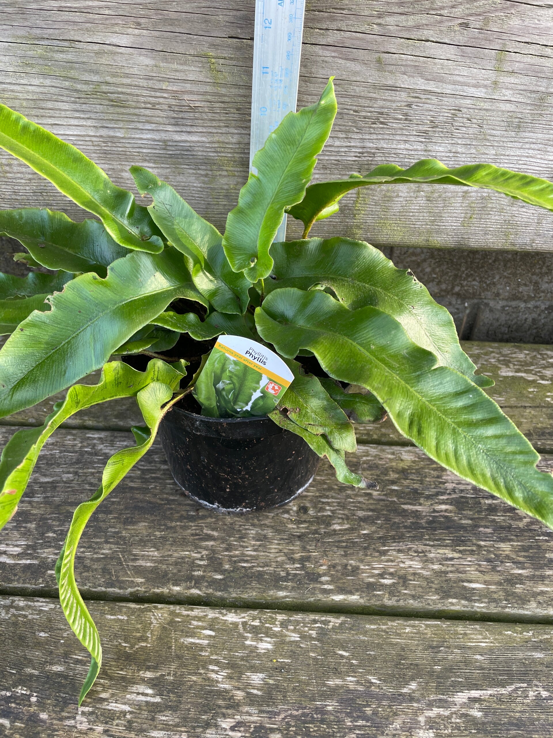 Asplenium scolopendrium Phyllis - Harts tounge fern 2ltr pot