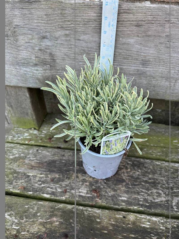 Lavender Platinum Blonde - 2ltr pot