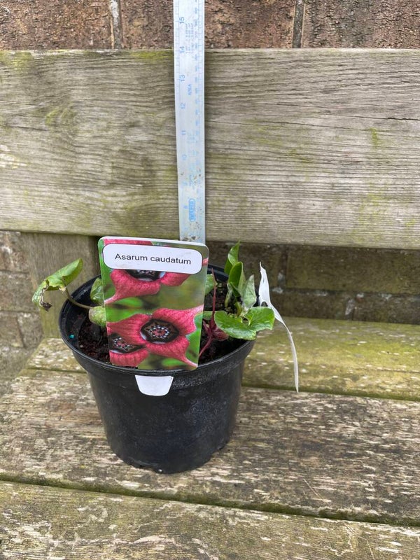 Asarum caudatum - Western Wild Ginger 3ltr pot