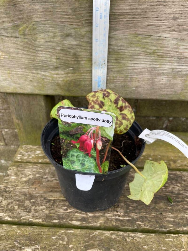 Podophyllum spotty dotty - 3ltr pot