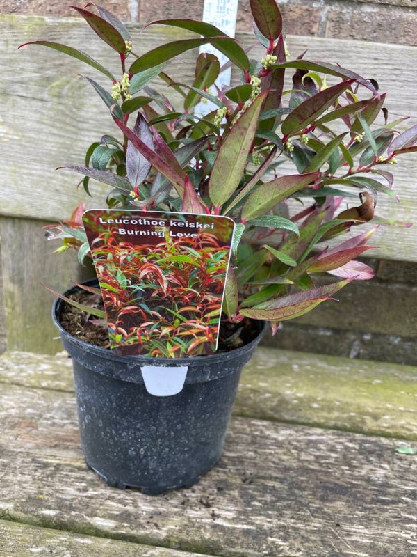 Leucothoe keiskei Burning Love - 2ltr pot