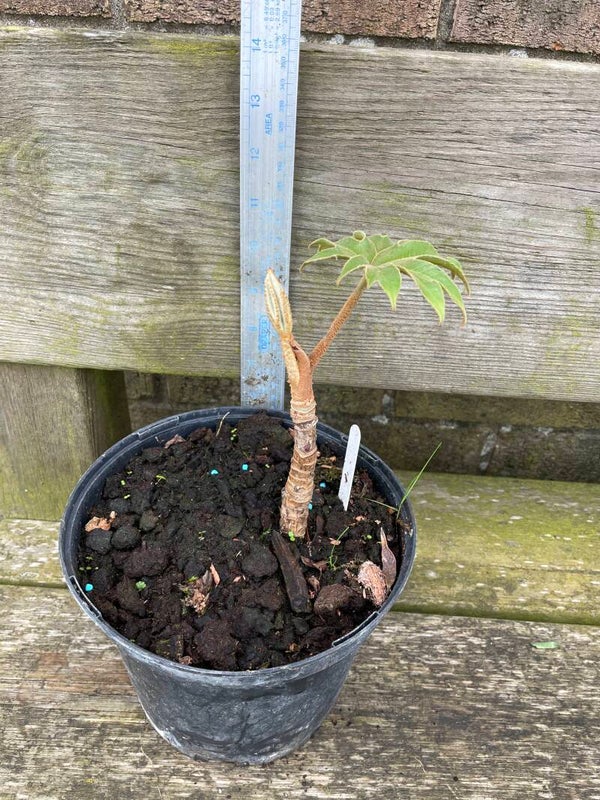 Tetrapanax Deep Grooved Rex - 2 or 3ltr pot