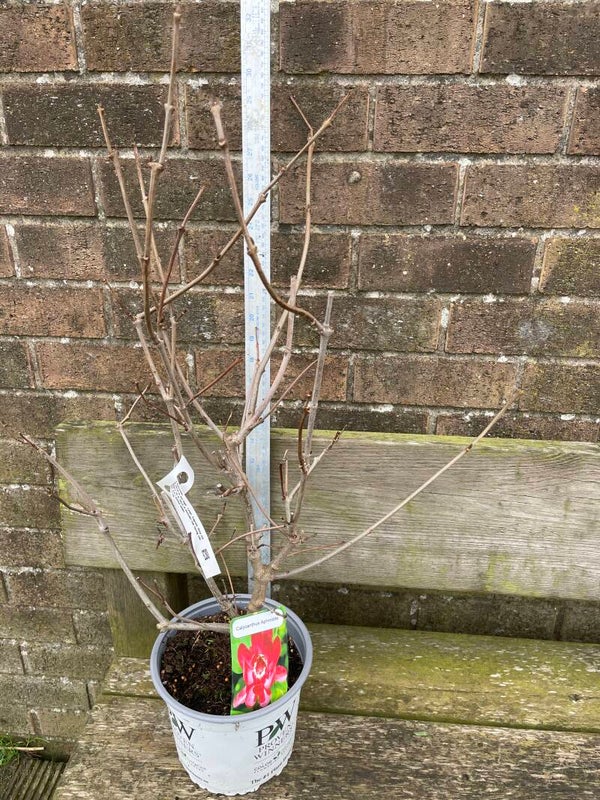 Calycanthus Aphrodite - Sweet shrub - 2 or 3ltr pot