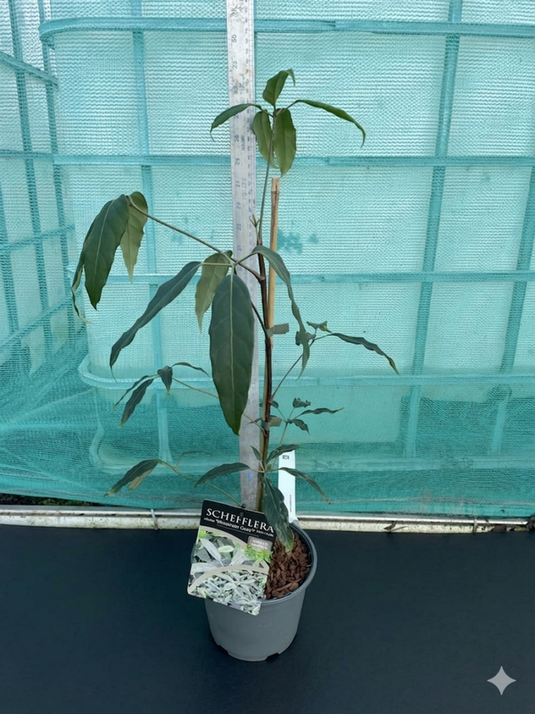 Schefflera alpina Mountain Gem - 2ltr pot
