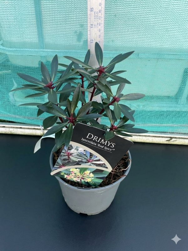 Drimys lanceolata red spice - 2ltr