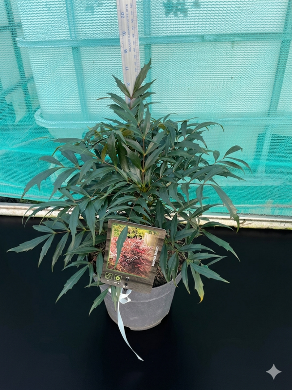 Mahonia meteor - 3ltr pot
