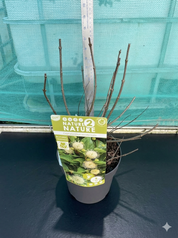 Cephalanthus Magical Moonlight - 3ltr