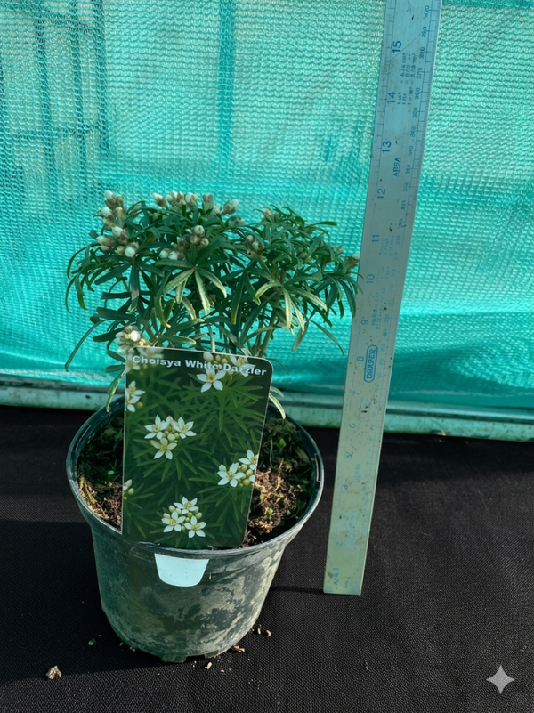 Choisya White Dazzler - Mexican Orange Blossom - 2ltr pot