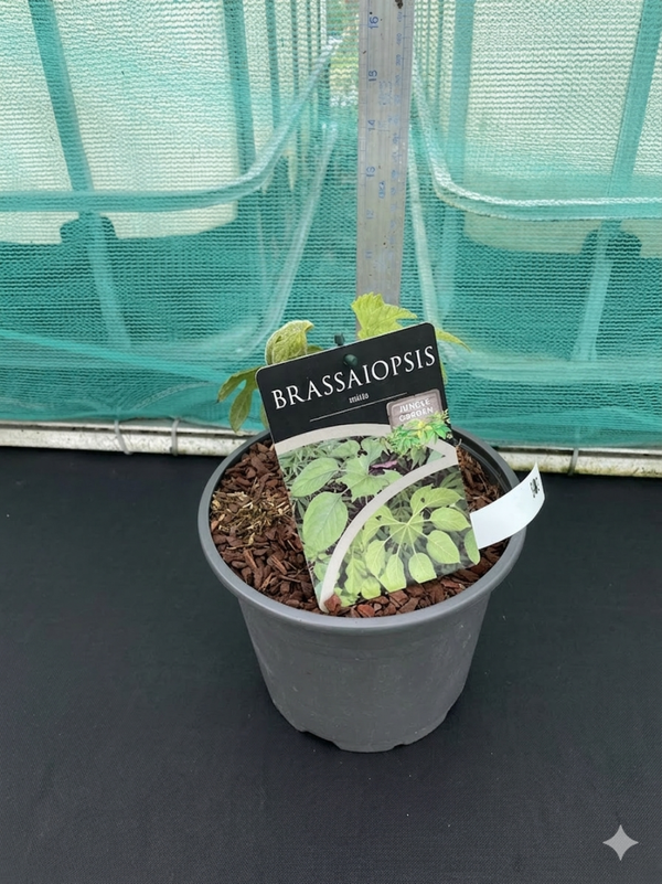Brassaiopsis Mitis - 4ltr pot