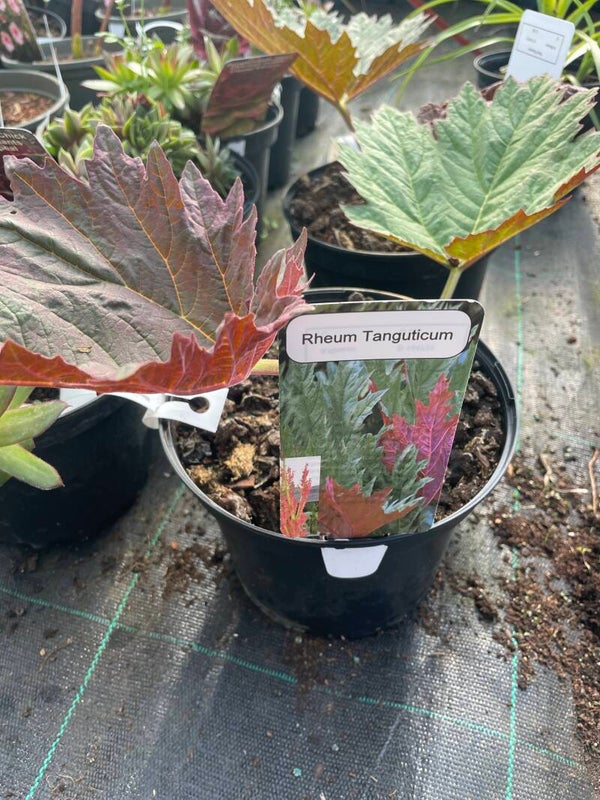 Rheum Tanguticum - 3ltr pot