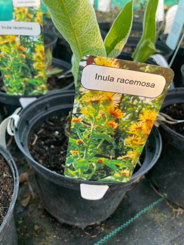 Inula racemosa - 3ltr pot
