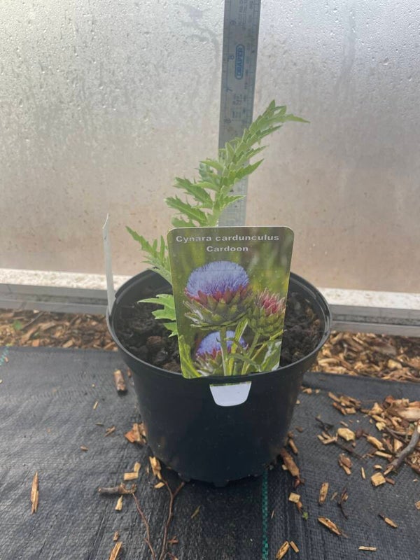 Cynara Cardunculus Cardoon - 3ltr pot