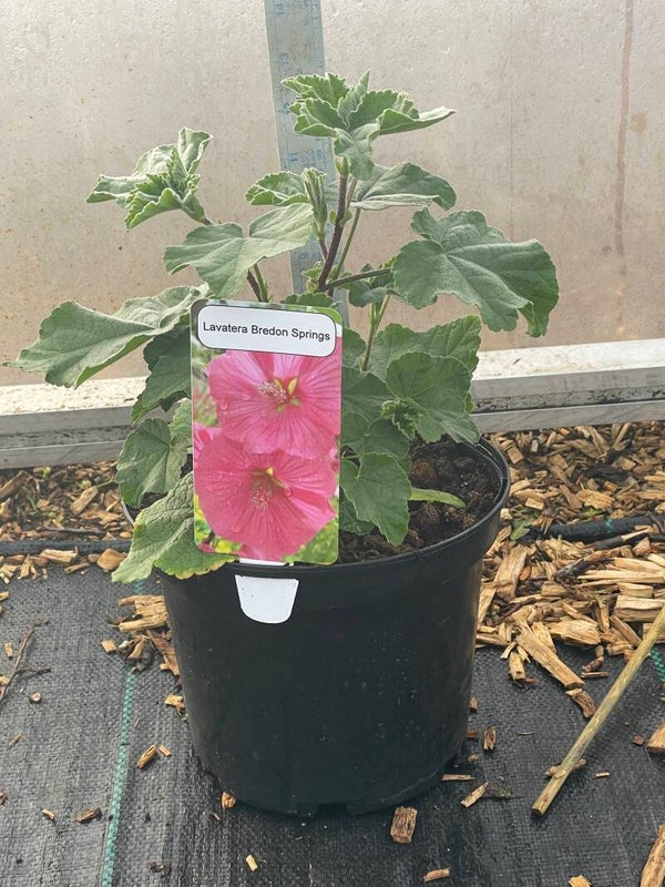 Lavatera Bredon Springs - 3ltr pot