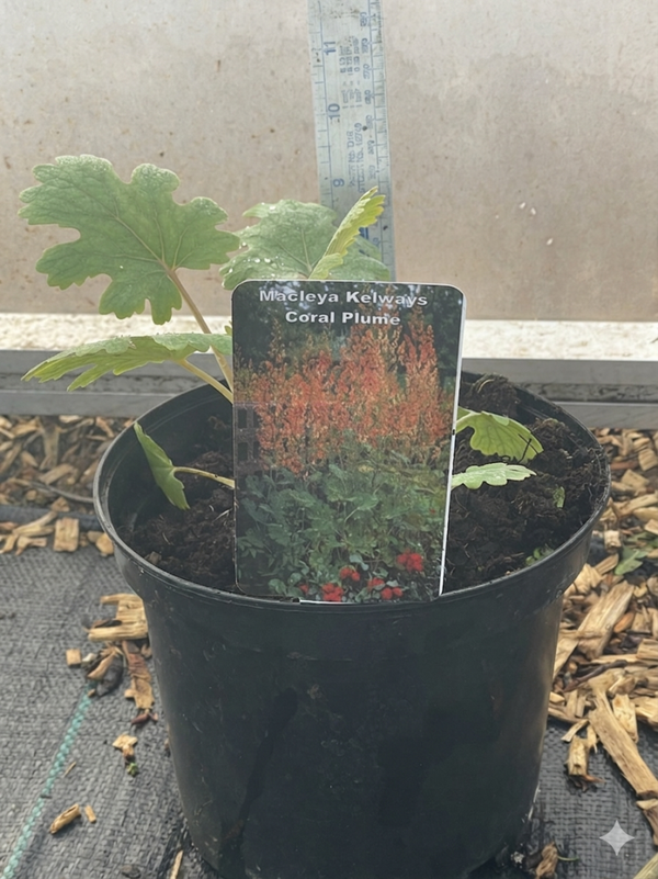 Macleya Kelways Coral Plume - 3ltr pot