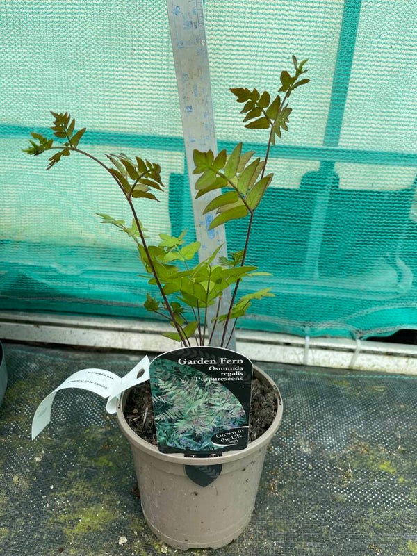 Osmunda regalis Purpurescens - 1ltr pot