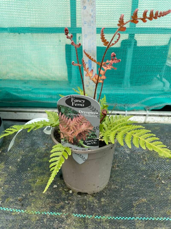 Dryopteris erythrosora Brilliance - 1ltr pot. Brilliance Autumn fern