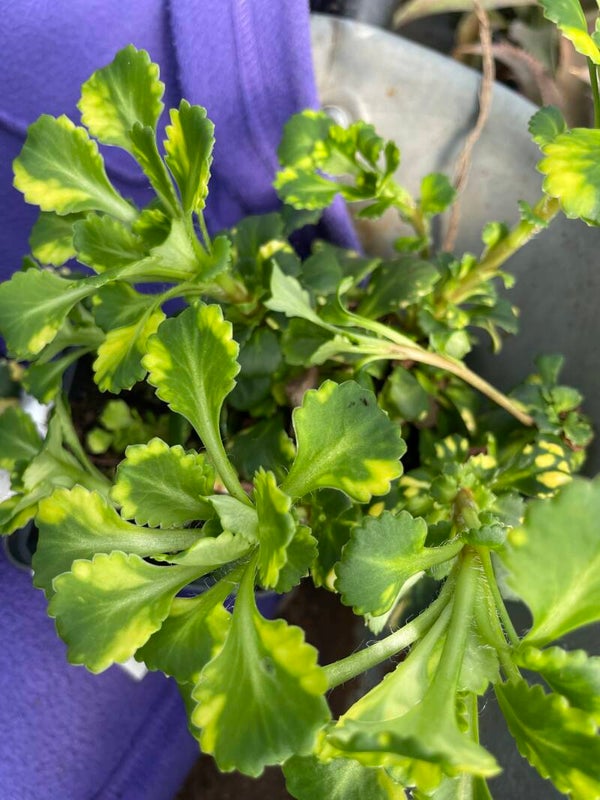 Saxifraga variegata 9cm pot