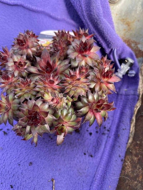 Sempervivum Chick Charm Pineapple Paradise - 9cm pot x 2