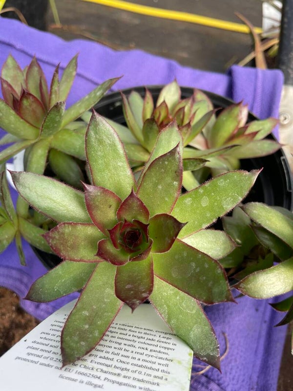 Sempervivum Chick Charms Giants Copper Canyon - 3ltr pot