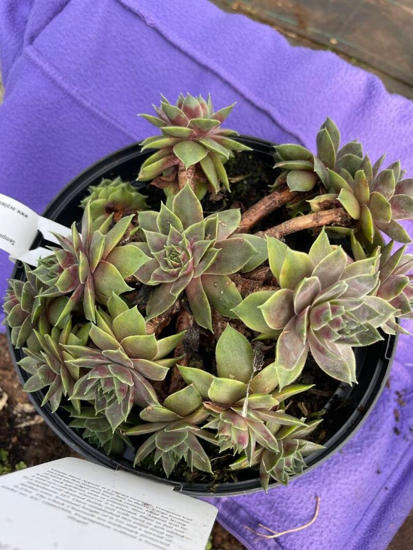 Sempervivum Chick Charms Giants Steel Appeal - 3ltr pot
