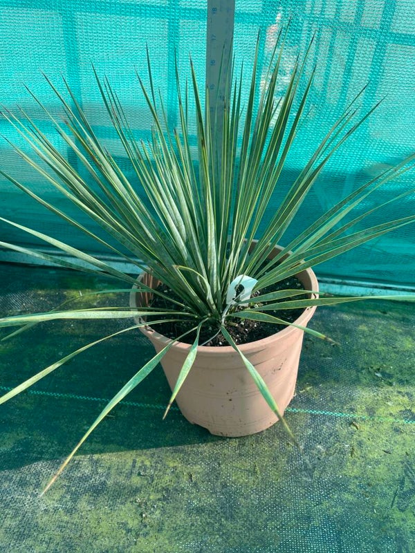 Yucca rostrata - 5ltr pot