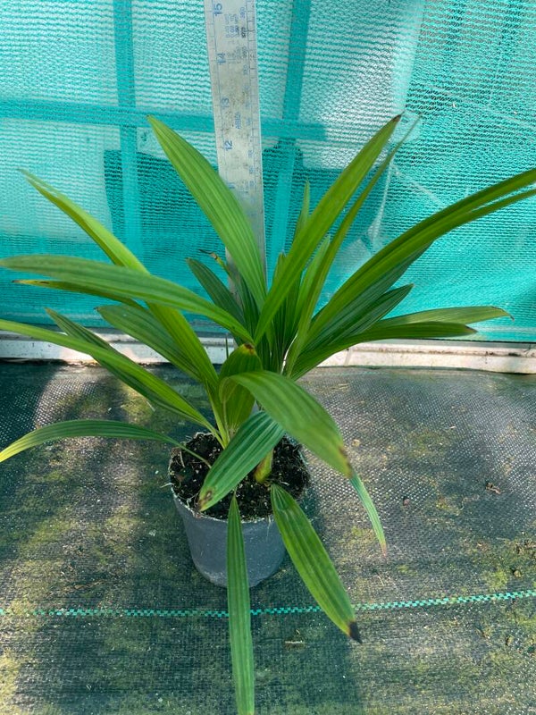 Trachycarpus fortunei palm tree seedlings - 10cm pot