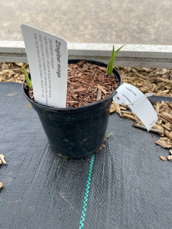 Zingiber mioga - Japanese ginger - 1ltr pot