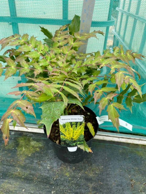 Mahonia Winter Sun - 3ltr pot