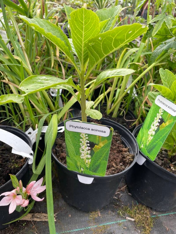 Phytolacca acinosa - Indian pokeweek - 3ltr pot
