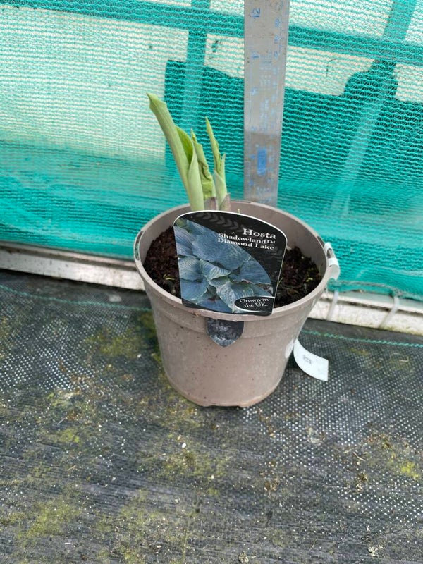 Hosta shadowland Diamond lake 1.5ltr or 2ltr  pot