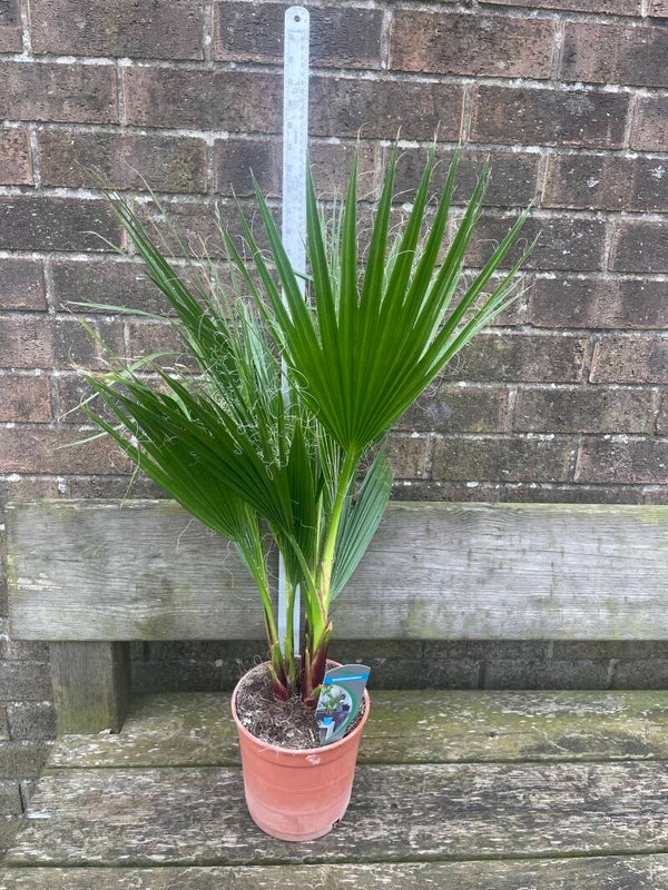 Washingtonia robusta - fam palm tree 3ltr pot