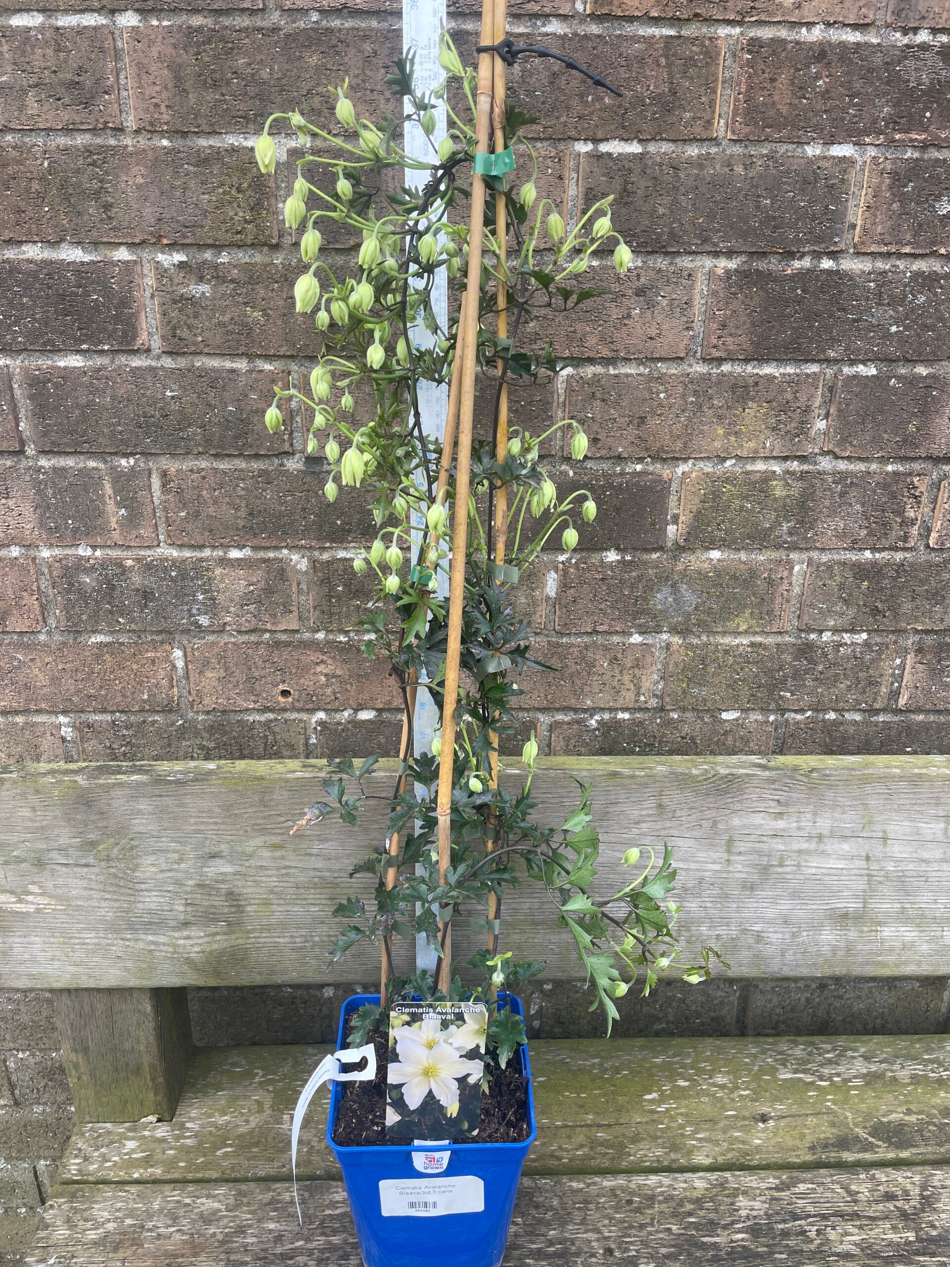 Clematis avalanche Blaaval - 3ltr deep pot