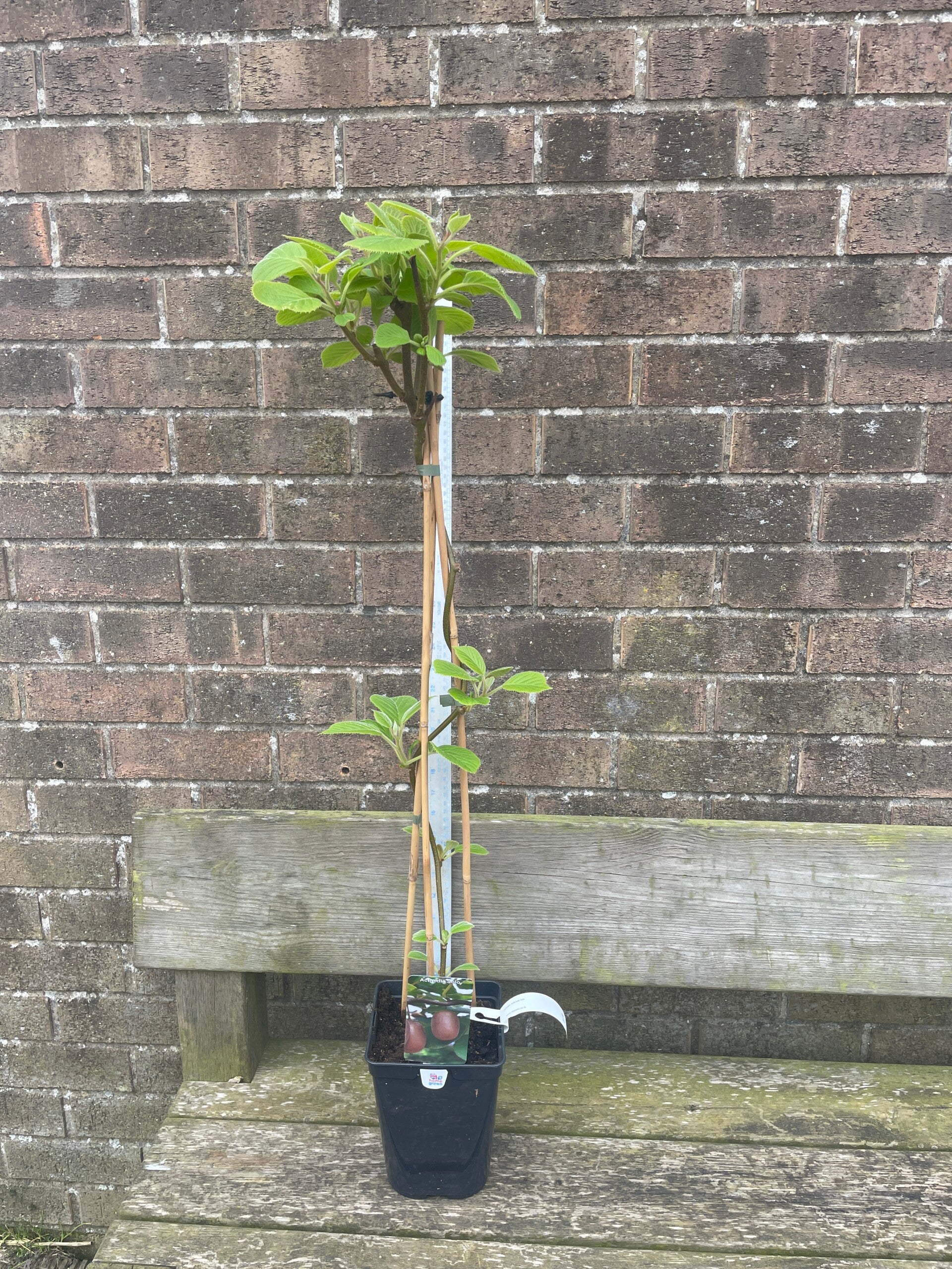 Actinda deliciosa Solo - 3ltr deep pot - Kiwi vine