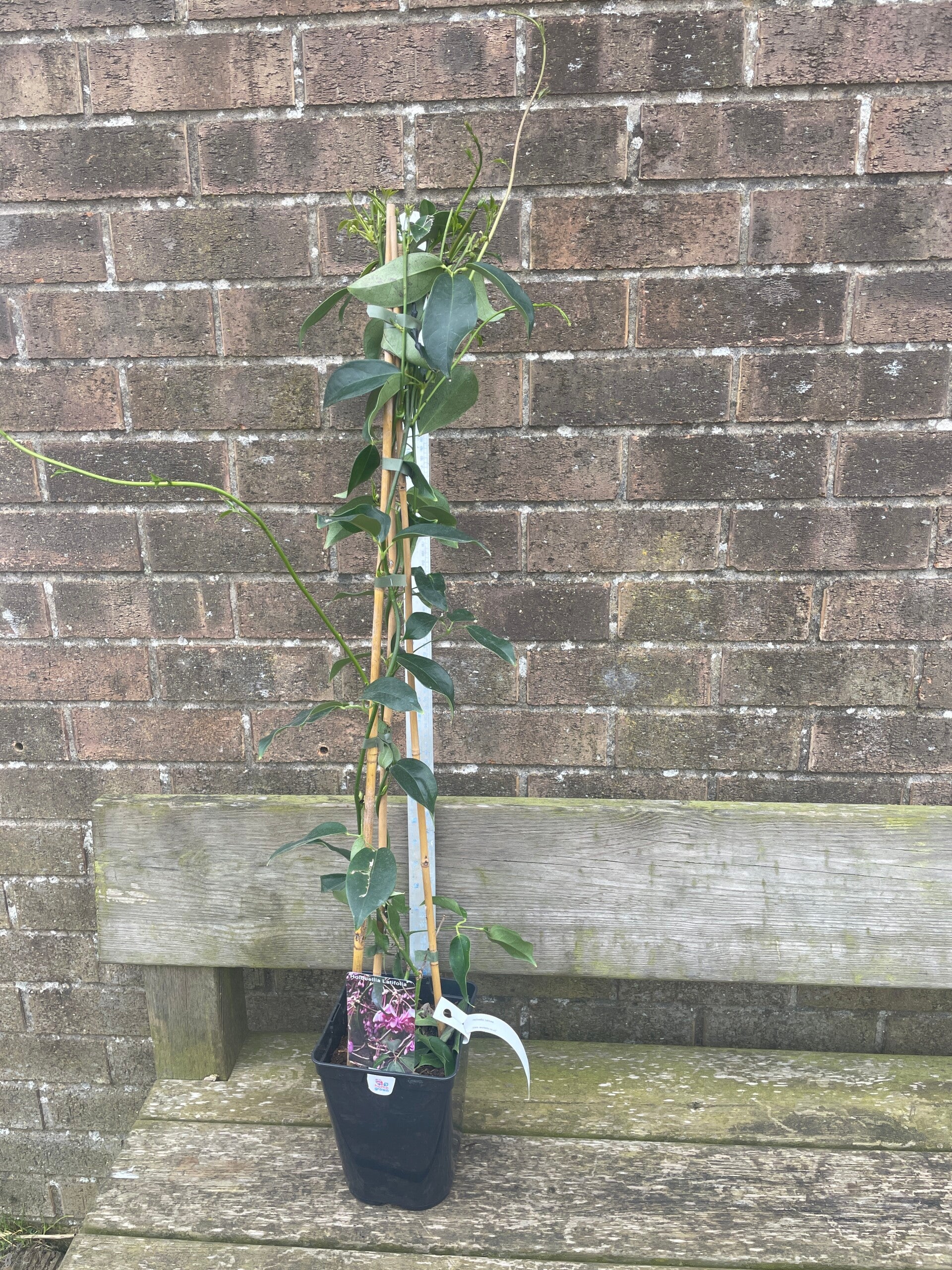 Holboellia Latifolia - broad leaved sausage vine - 3ltr deep pot