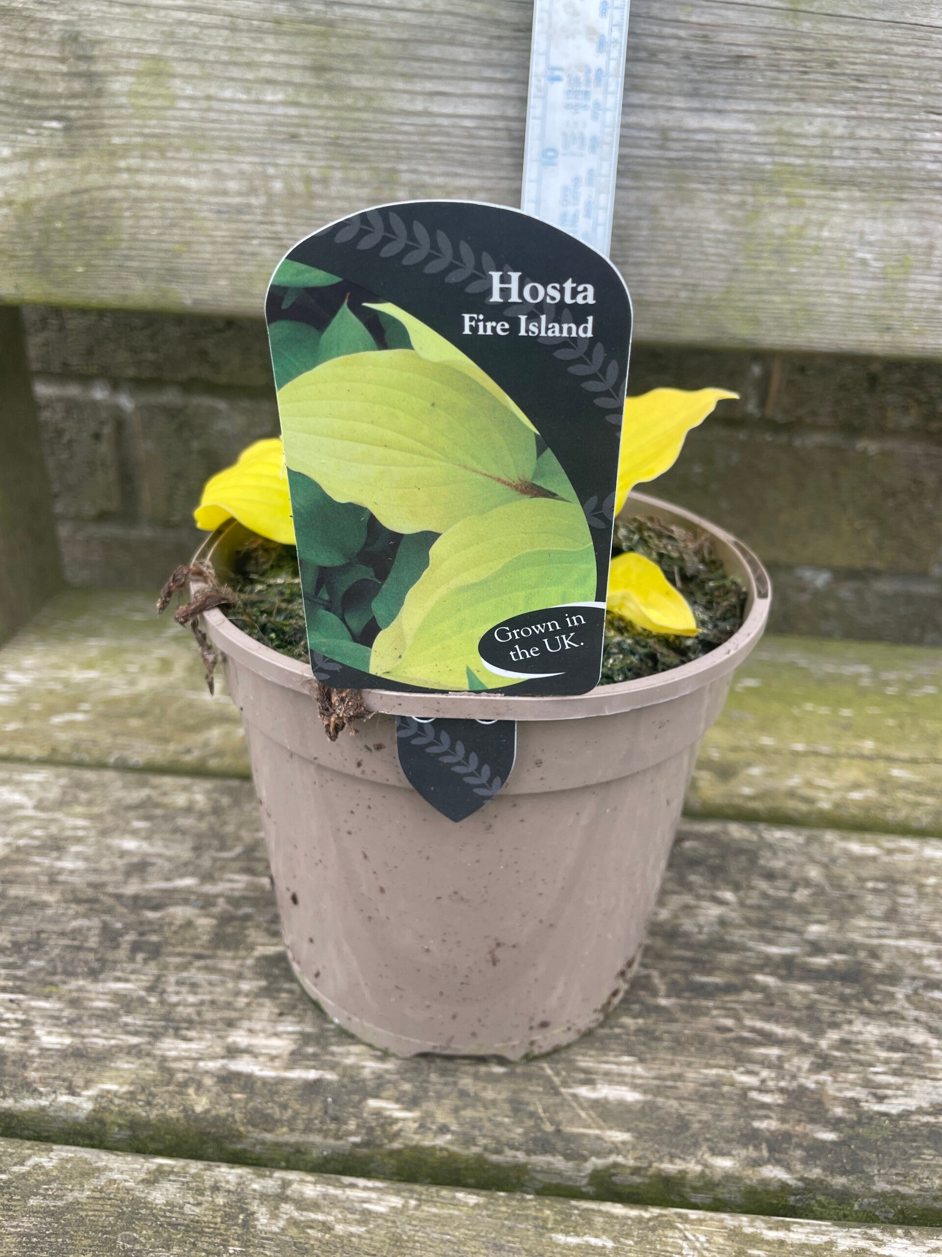 Hosta Fire Island - 1.5ltr pot