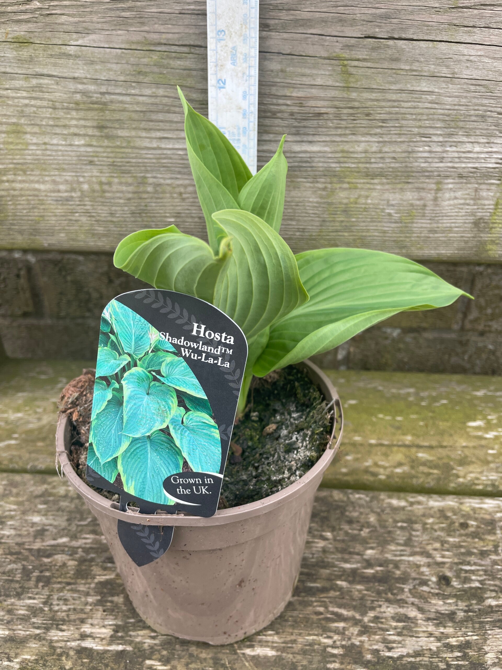 Hosta Shadowland Wu-La-La - 1.5ltr pot