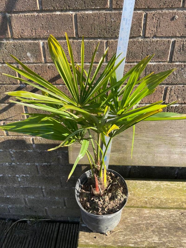 Trachycarpus fortunei - 3ltr pot