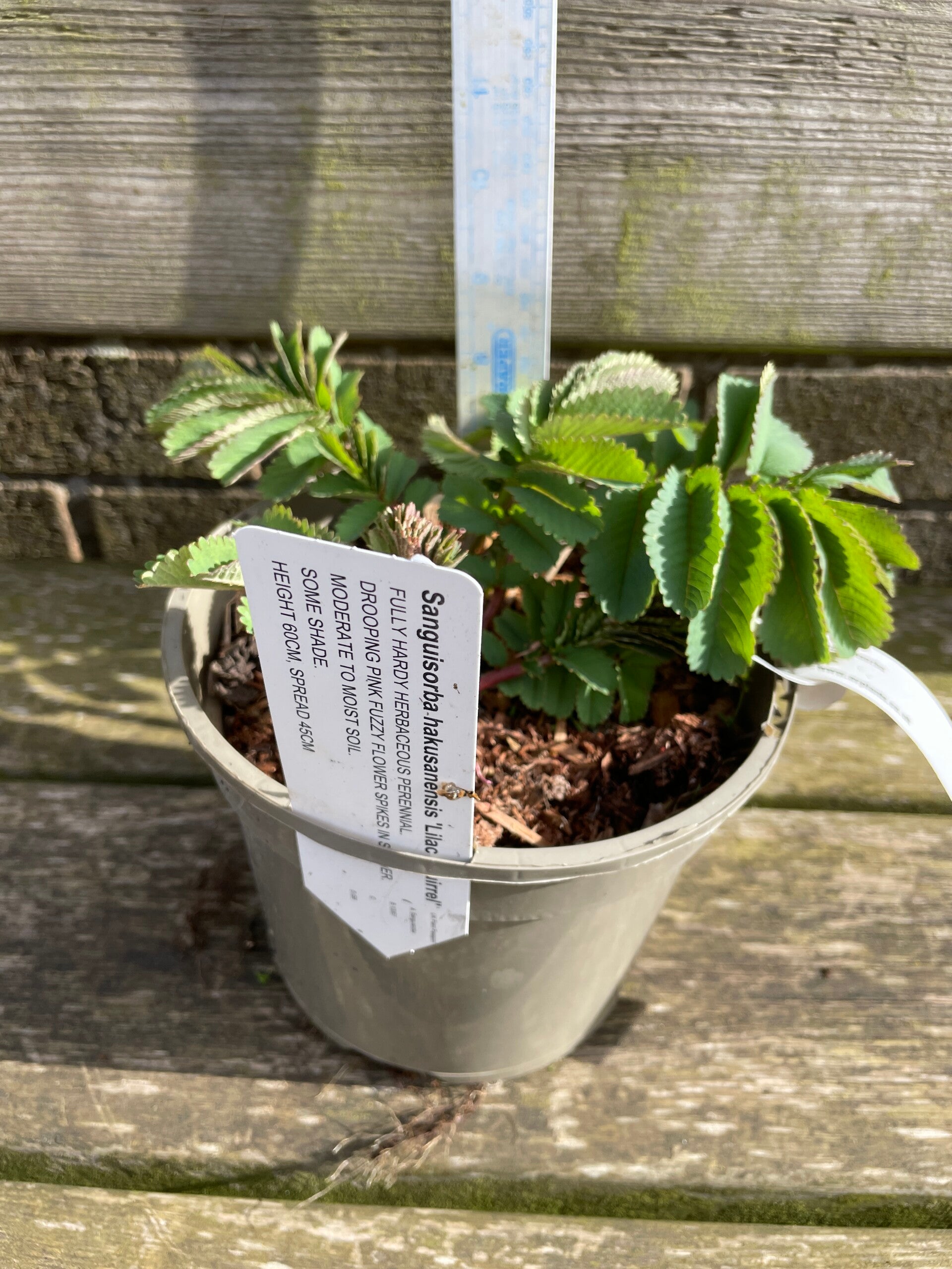 Sanguisorba hakusanensis Lilac Squirrel - 2ltr