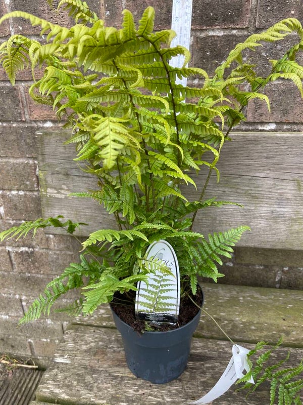 Dryopteris wallichiana - 2ltr pot