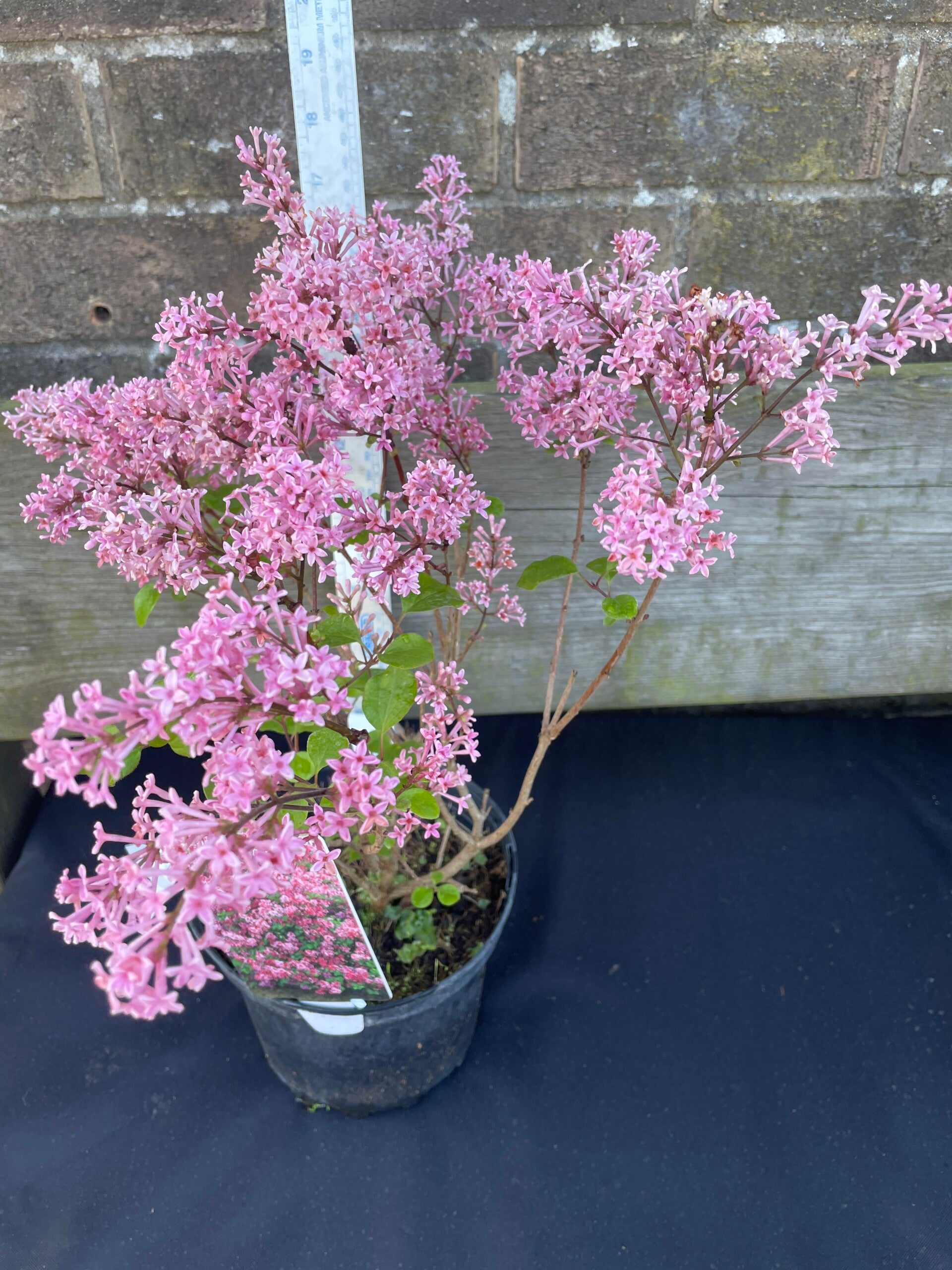 Syringa meyeri Flower Festa Pink - 2ltr