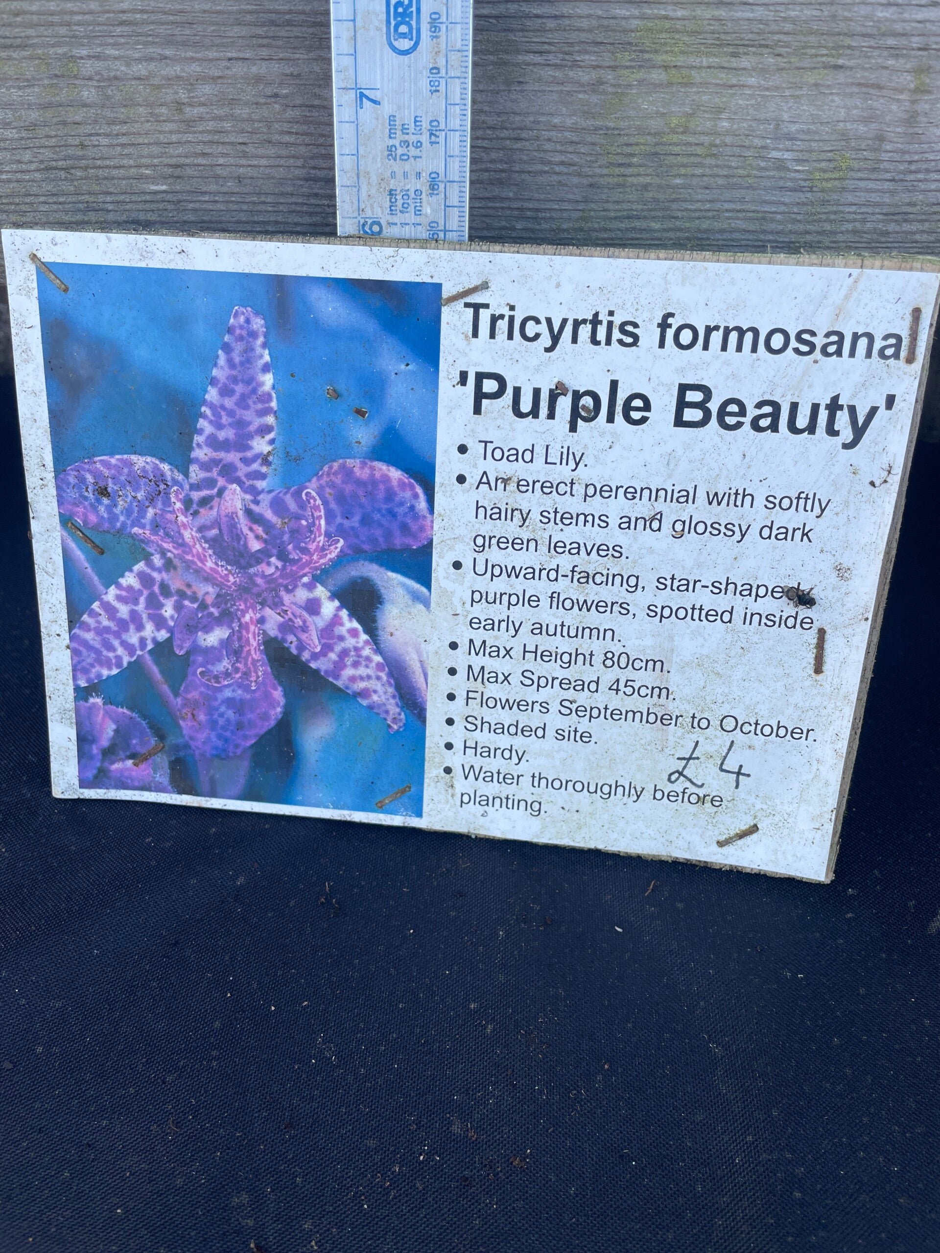 Tricyrtis formosana Purple Beauty - Toad Lily - 1ltr pot