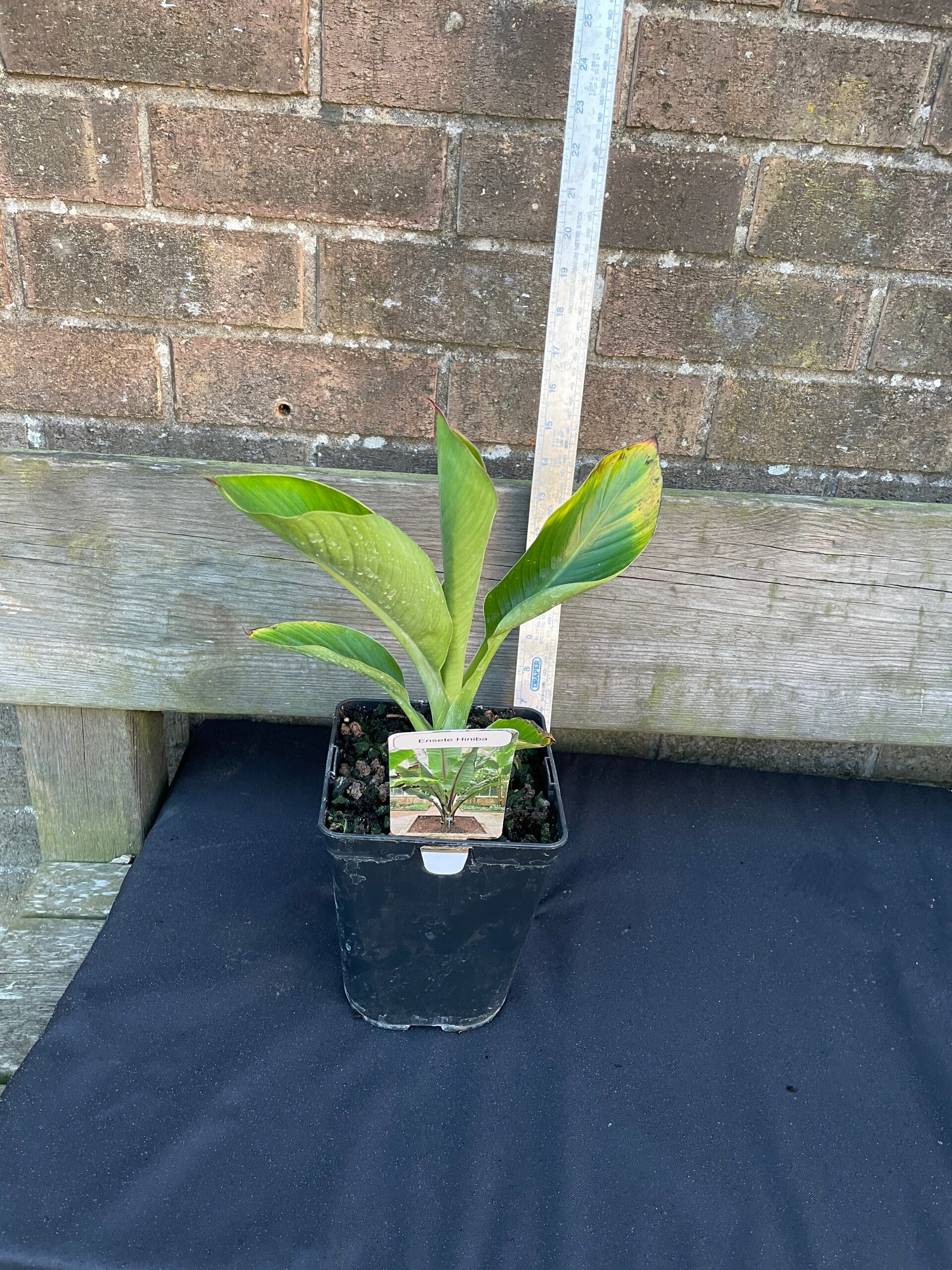 Ensete ventricosum 'Hiniba' - 3ltr pot