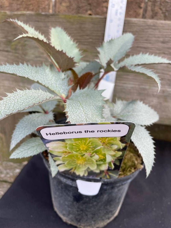 Hellleborus the rockies Pikes Peak  - 2 ltr pot