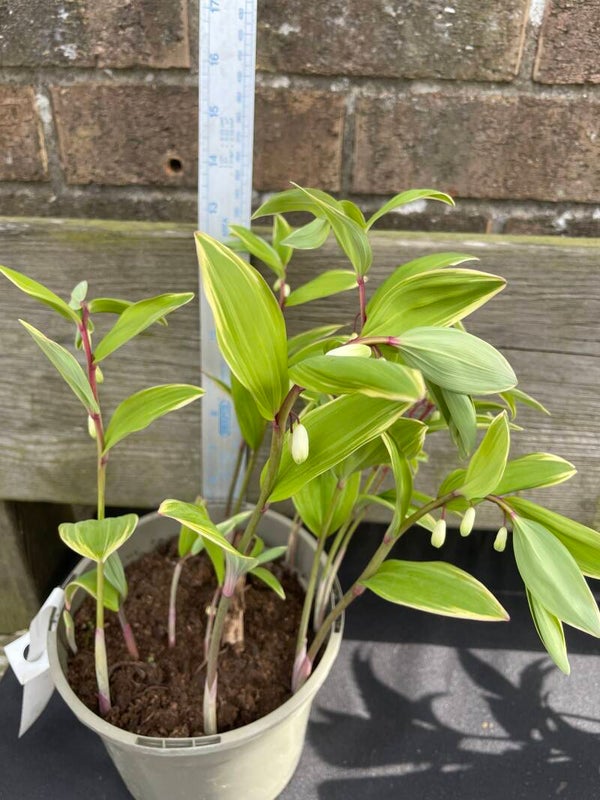 Polygonatum - solomans seal - 2ltr pot