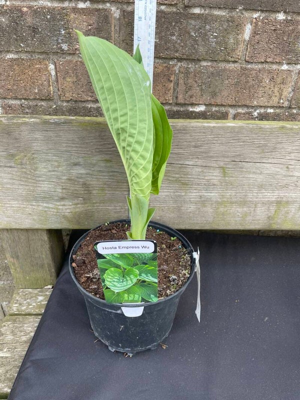 Hosta Empress Wu - 3ltr pot