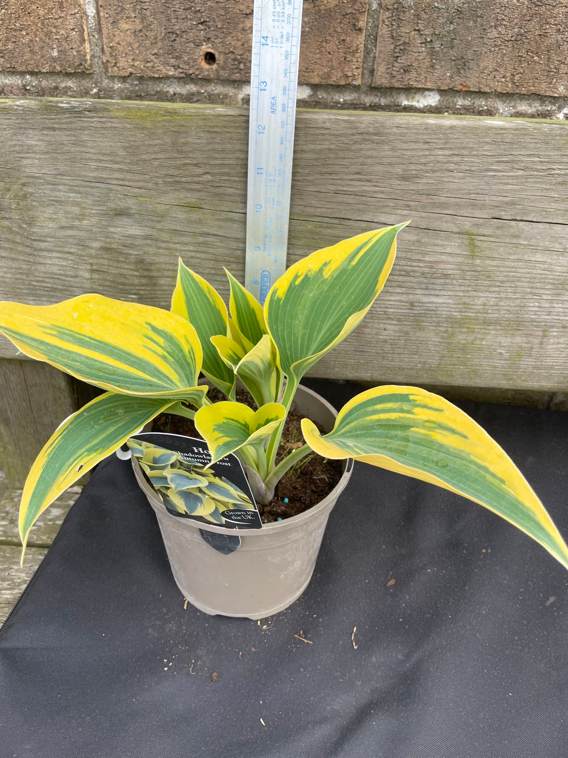 Hosta Shadowland Autum. Frost 1.5ltr pot
