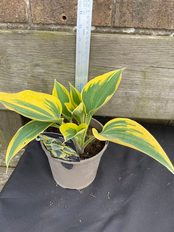 Hosta Shadowland Autum. Frost 1.5ltr pot
