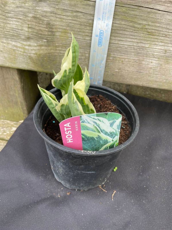 Hosta Karin - 1.5ltr pot